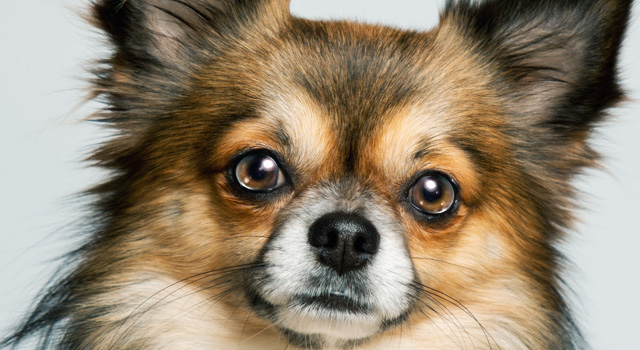 フェラの時真似したい涙目の犬