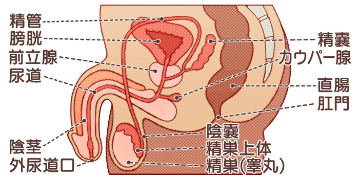 男性生殖器の図解