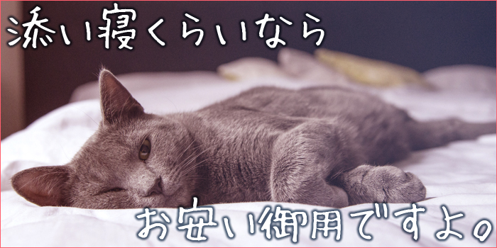添い寝をしてくれる猫